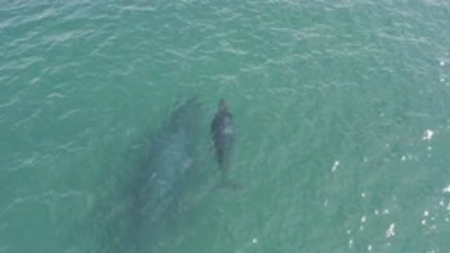 EAST CAPE BCS MEXICO-2019: A Large Blue Whale And A Small Whale Swimming In The Ocean