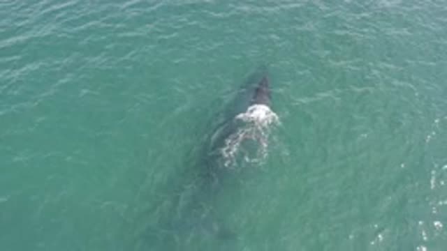 EAST CAPE BCS MEXICO-2019: Swimming Whales in Deep Ocean Waters