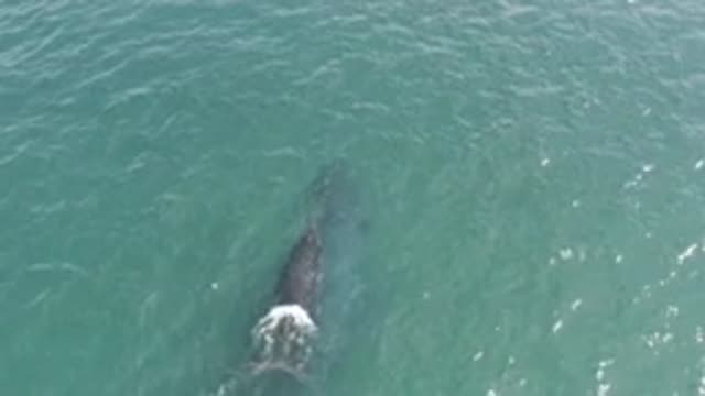 M01-20-1254-01-29-20-east-cape-bcs-mexico-DJI_0735_0005.mp4