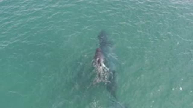 EAST CAPE BCS MEXICO-2019: Shark Swimming Slowly in Daylight Waters