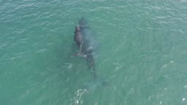 M01-20-1257-01-29-20-east-cape-bcs-mexico-DJI_0735_0008.mp4