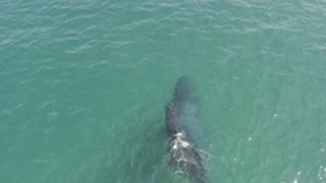 EAST CAPE BCS MEXICO-2019: Amazing Footage Of A Whale And A Baby Whale In The