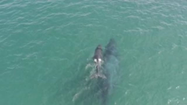 EAST CAPE BCS MEXICO-2019: Whale And Smaller Creature Swimming Together In Clear