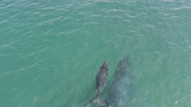 EAST CAPE BCS MEXICO-2019: Two Whales On A Deep And Green Ocean