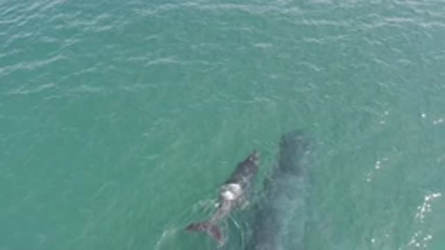 EAST CAPE BCS MEXICO-2019: Mother Whale And Calf Swimming In A Pale Green Ocean