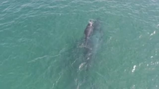 EAST CAPE BCS MEXICO-2019: Whales Patiently Swimming Along Bright Blue Sea On A