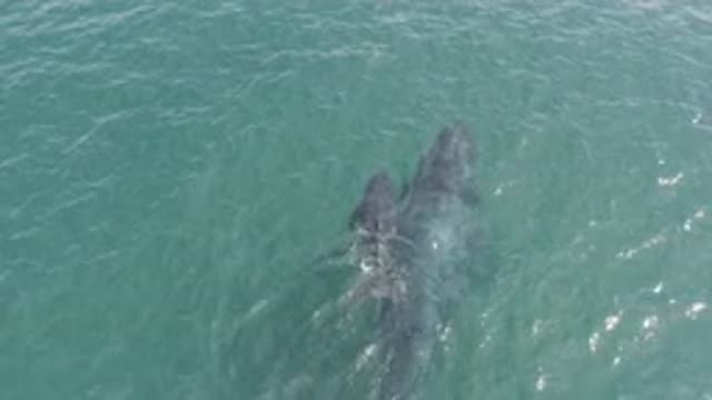 EAST CAPE BCS MEXICO-2019: Mother Whale And Her Baby Are Spotted On A Clean And