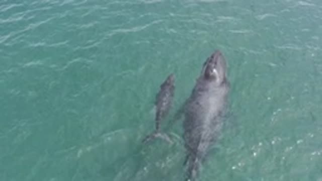 M01-20-1265-01-29-20-east-cape-bcs-mexico-DJI_0736_0003.mp4