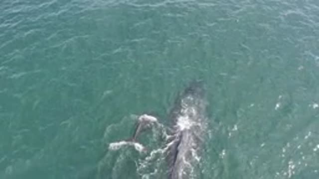 EAST CAPE BCS MEXICO-2019: Adult Dolphin With Calf Diving Swimming Through Waves