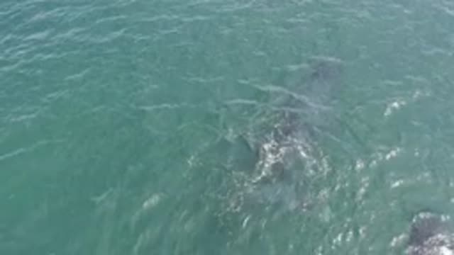 EAST CAPE BCS MEXICO-2019: Pair Of Whales Swimming In The Ocean