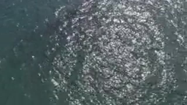 EAST CAPE BCS MEXICO-2019: Whale Swimming in Ocean Near Beach