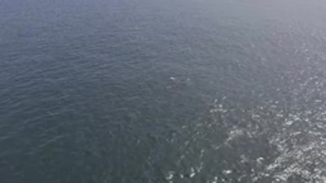 EAST CAPE BCS MEXICO-2019: A Complete View Of The Sea From Above When A Dolphin Surfaces