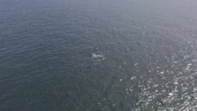 M01-20-1276-01-29-20-east-cape-bcs-mexico-DJI_0739_0004.mp4