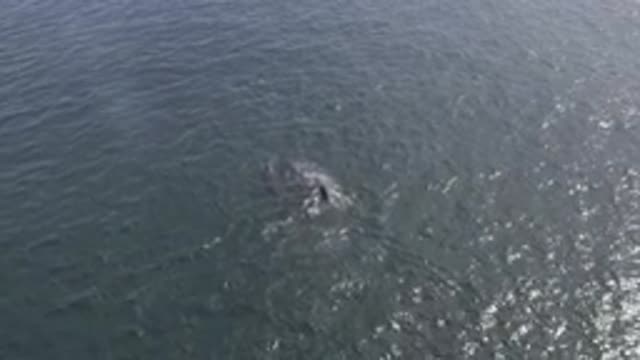 EAST CAPE BCS MEXICO-2019: Whale Looking For Food And His Friends On The Blue