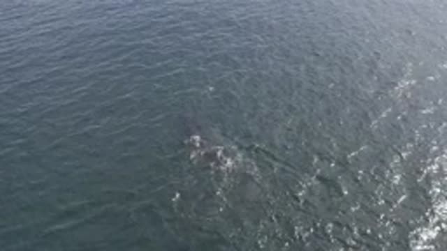 EAST CAPE BCS MEXICO-2019: Dolphin Swimming In The Ocean Partially Above Water