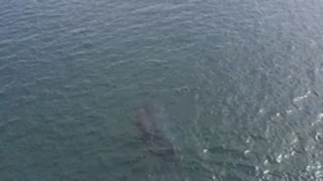 EAST CAPE BCS MEXICO-2019: Blue Sea In The Middle Of Nowhere With A Gray Dolphin