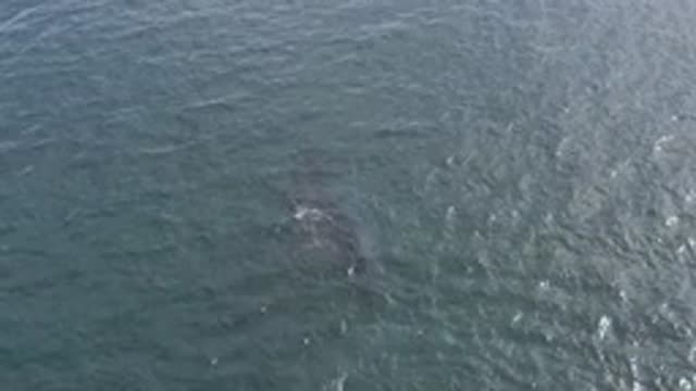 EAST CAPE BCS MEXICO-2019: Sun Shining On Open Waters While Animals Float Just Beneath Surface