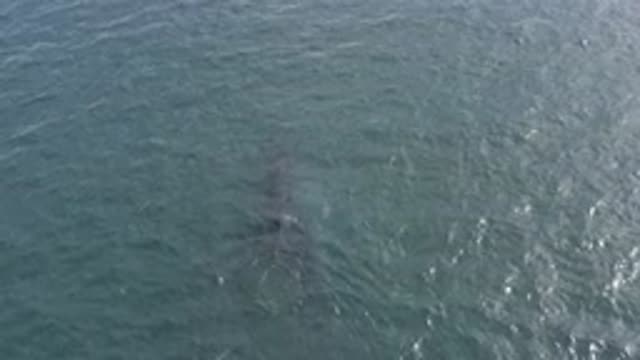 EAST CAPE BCS MEXICO-2019: View From High Above Body Of Water Gray Shape Of Fish