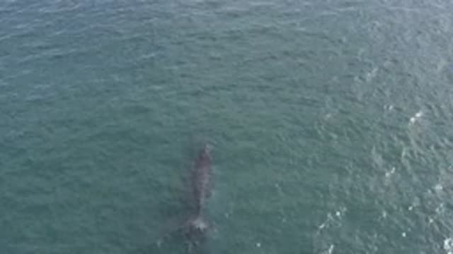 EAST CAPE BCS MEXICO-2019: Dolphin Swim Alone In The Ocean During A Sunny Day