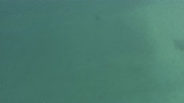 EAST CAPE BCS MEXICO-2019: Fish Swimming In Water During Daytime