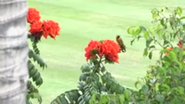 CABO SAN LUCAS MEXICO-2020: Colorful Bird Standing On Red Flowers Observing