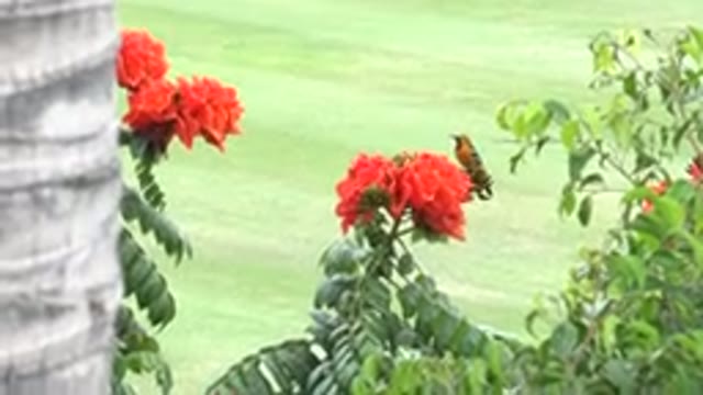 CABO SAN LUCAS MEXICO-2020: A Small Colorful Bird Sitting On A Bright Orange Flower