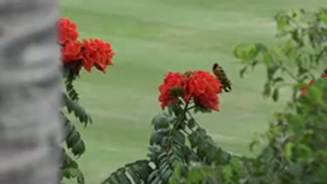 CABO SAN LUCAS MEXICO-2020: A Close-Up Of A Beautiful Bird On A Flower