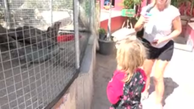 CABO SAN LUCAS MEXICO-2020: Mother And Daughter Staring At Lizards In A Zoo In
