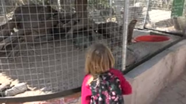 CABO SAN LUCAS MEXICO-2020: Child Looks At Animal Exhibit And Puts Hand Up To Cage