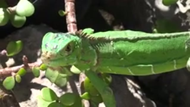 CABO SAN LUCAS MEXICO-2020: A Green Lizard Resting On A Rock Surrounded With Plants