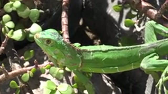CABO SAN LUCAS MEXICO-2020: Young Green Iguana Side View Turns Toward Camera