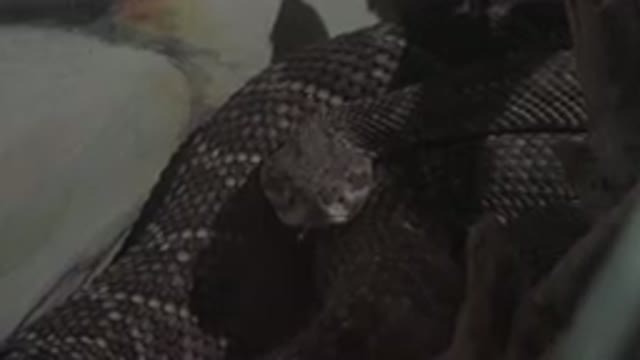 CABO SAN LUCAS MEXICO-2020: A Close Up Of A Grey And Black Snake Staring At The