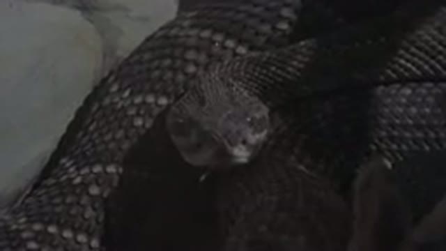 CABO SAN LUCAS MEXICO-2020: Amazing Footage Of A Black Snake Preparing To Attack