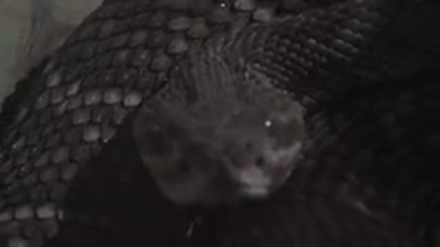 CABO SAN LUCAS MEXICO-2020: A Weird Snake Hissing To Attack Something