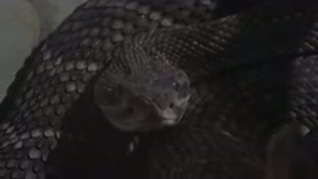 CABO SAN LUCAS MEXICO-2020: A Dark And Hideous Snake Looking At The Camera