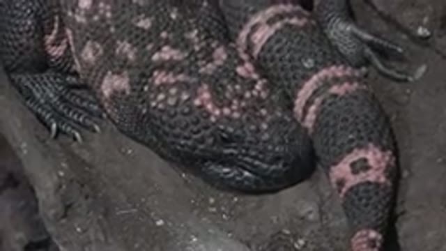CABO SAN LUCAS MEXICO-2020: Large Lizard Black And Pink Colored Long Fingers And Rough Scales