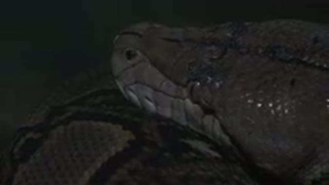 CABO SAN LUCAS MEXICO-2020: Brown And Black Venomous Snake Standing Waiting To Pounce