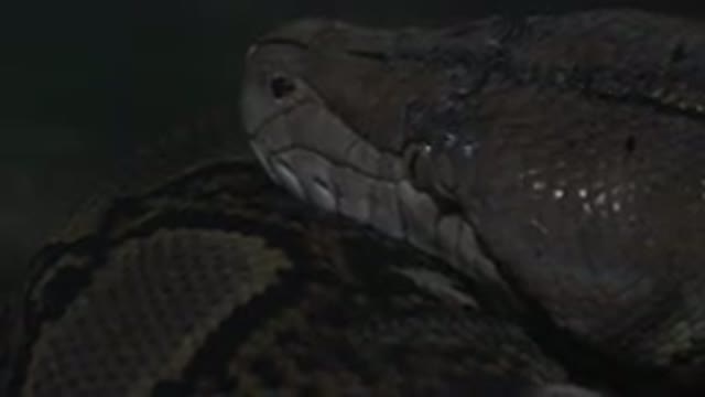 CABO SAN LUCAS MEXICO-2020: Python About To Eat The Prey