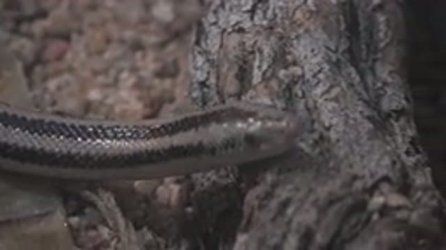 CABO SAN LUCAS MEXICO-2020: Brown And Yellow Striped Snake Slithers Across Leaf