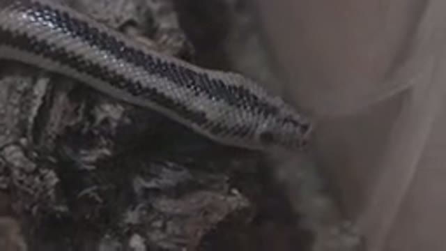 CABO SAN LUCAS MEXICO-2020: Black and Grey Snake Exploring Confined Area