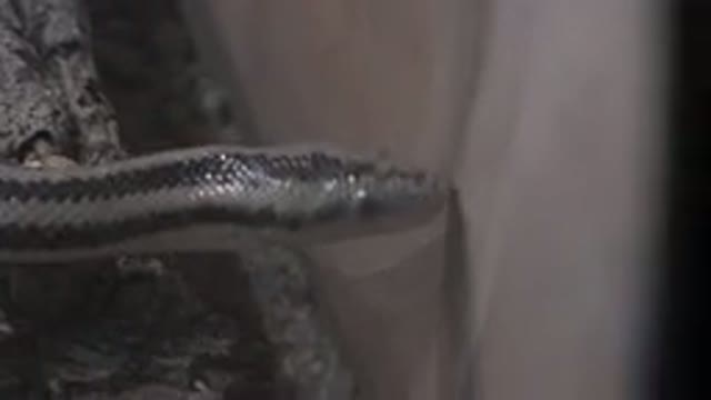 CABO SAN LUCAS MEXICO-2020: A Small Garter Snake Investigating Its Enclosure