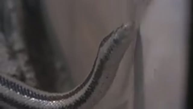 CABO SAN LUCAS MEXICO-2020: A Snake Climbing a Wall