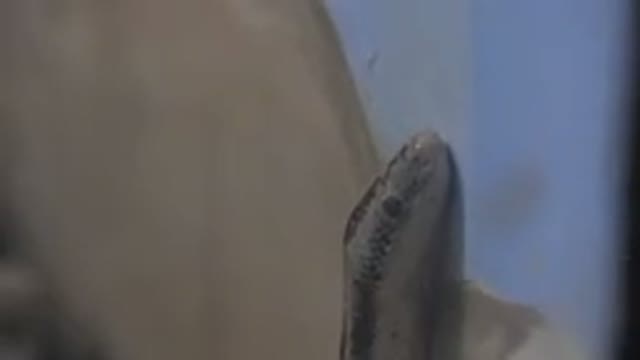 CABO SAN LUCAS MEXICO-2020: A Snake With Brown Stripes Crawling On A Ramshackle Wall