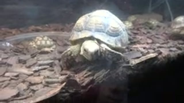 CABO SAN LUCAS MEXICO-2020: A Small Green Turtle Is Walking Slowly In An