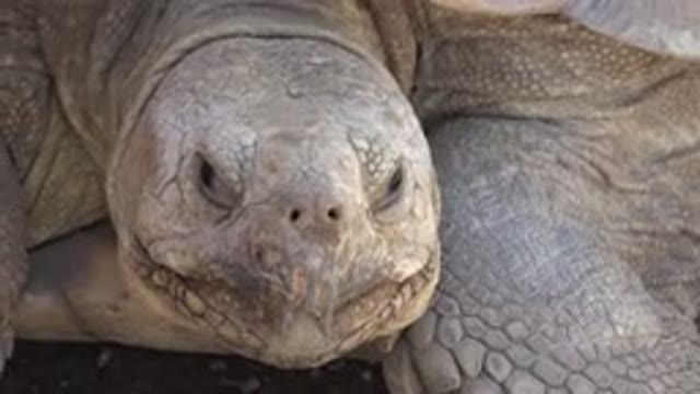 CABO SAN LUCAS MEXICO-2020: Large Turtle Slowly Blinking At Camera Man Twice