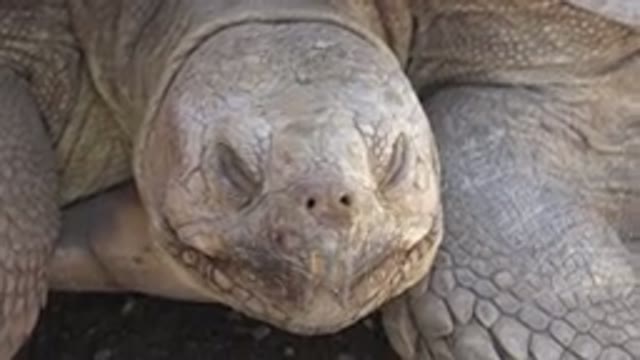 CABO SAN LUCAS MEXICO-2020: A Giant White Turtle Opens and Closes Its Eyes