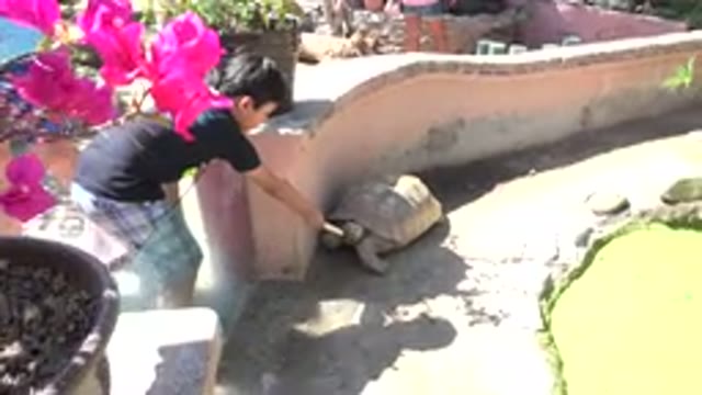 CABO SAN LUCAS MEXICO-2020: A Child Feeding Something To A Large Turtle