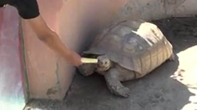 CABO SAN LUCAS MEXICO-2020: Feeding Turtle Fruit in Natural Habitat by Human