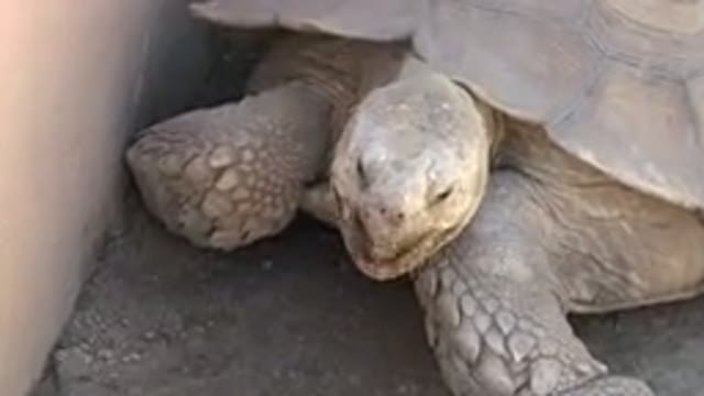 CABO SAN LUCAS MEXICO-2020: Big Old Turtle Feeding in Zoo on Floor