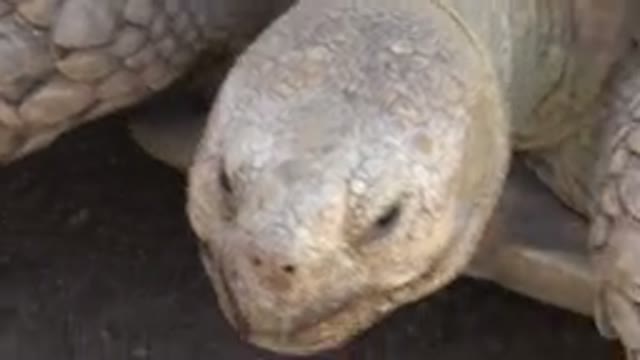 CABO SAN LUCAS MEXICO-2020: View Of Large Tortoise Eating Green Cucumber On A
